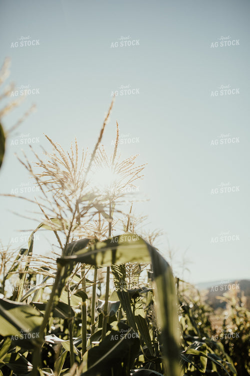 Corn Tassels and Sunflare 66019