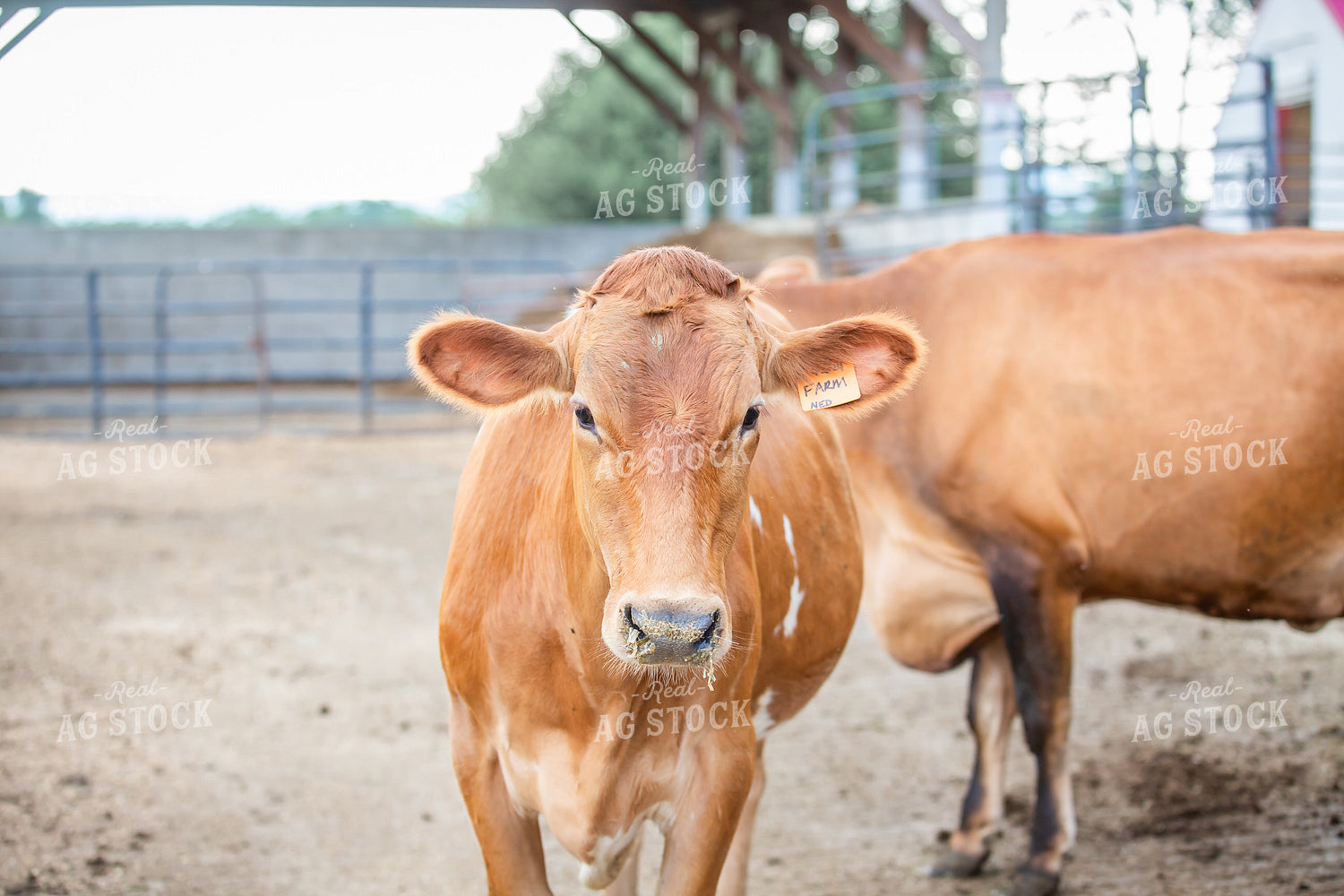 Guernsey Dairy Cows 270580