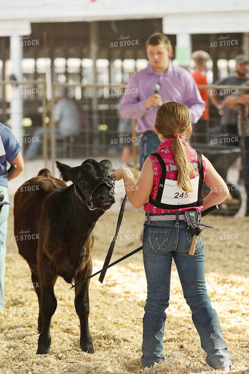 Showing Cattle 127096