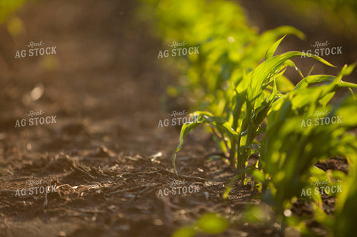 Corn - Mid-Season 1222