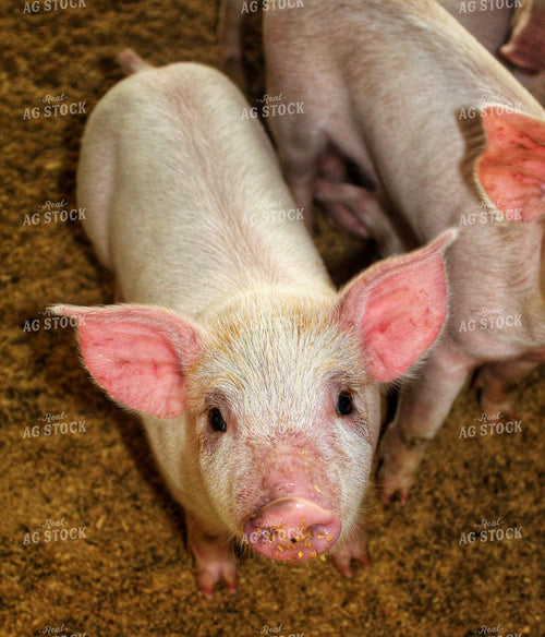 Piglets 141209