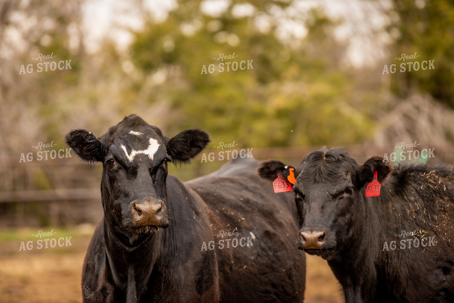 Cattle 299135