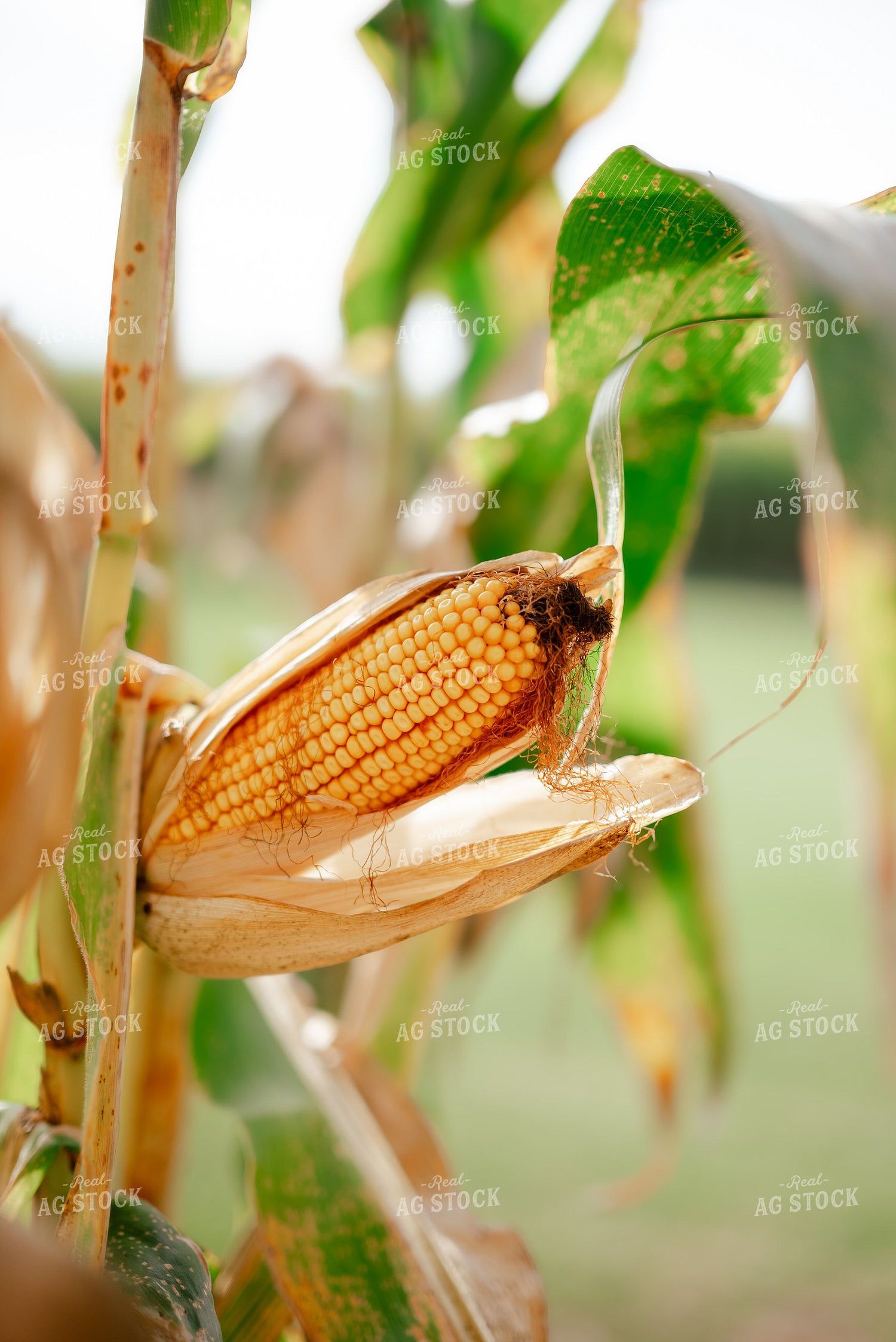 Ear of Corn in Field 137103