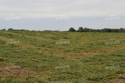 Cut Hay 206031