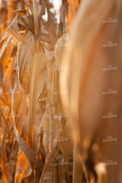 Corn - Dry 1346
