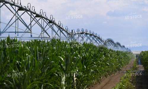 Pivot Irrigation System in Corn Field 129029