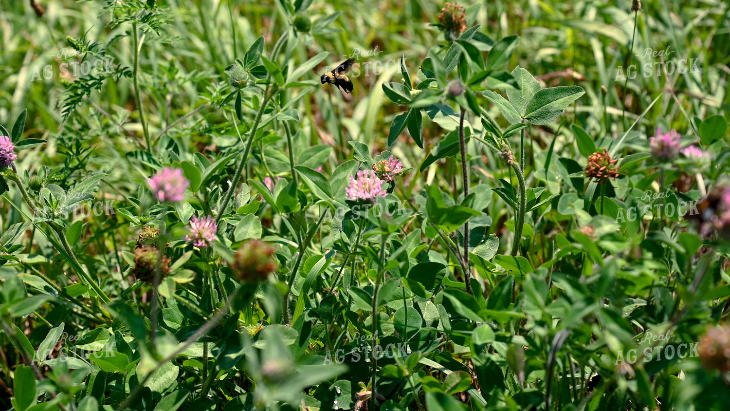 Bee Collecting Pollen from Wildflowers on CRP Land 25062