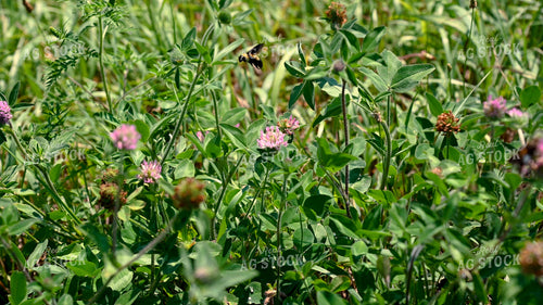 Bee Collecting Pollen from Wildflowers on CRP Land 25062