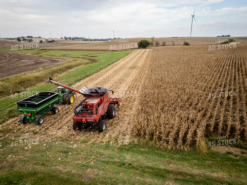 Corn Harvest 268143