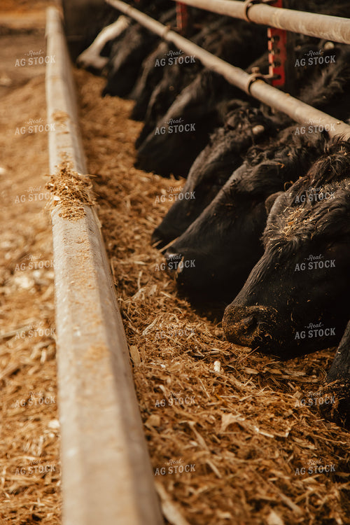 Cattle Eating in Feedlot 67619