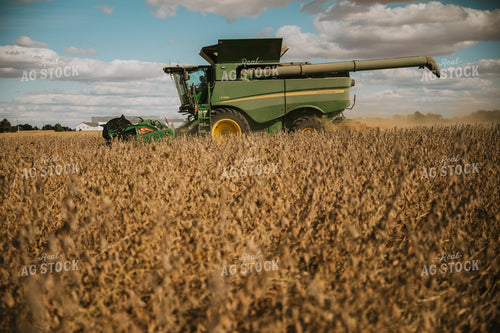Soybean Harvest 6889