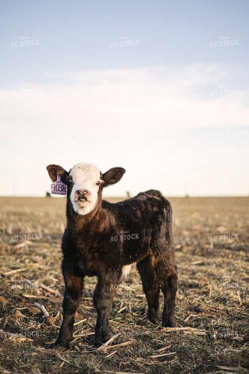 Angus Calf 70135