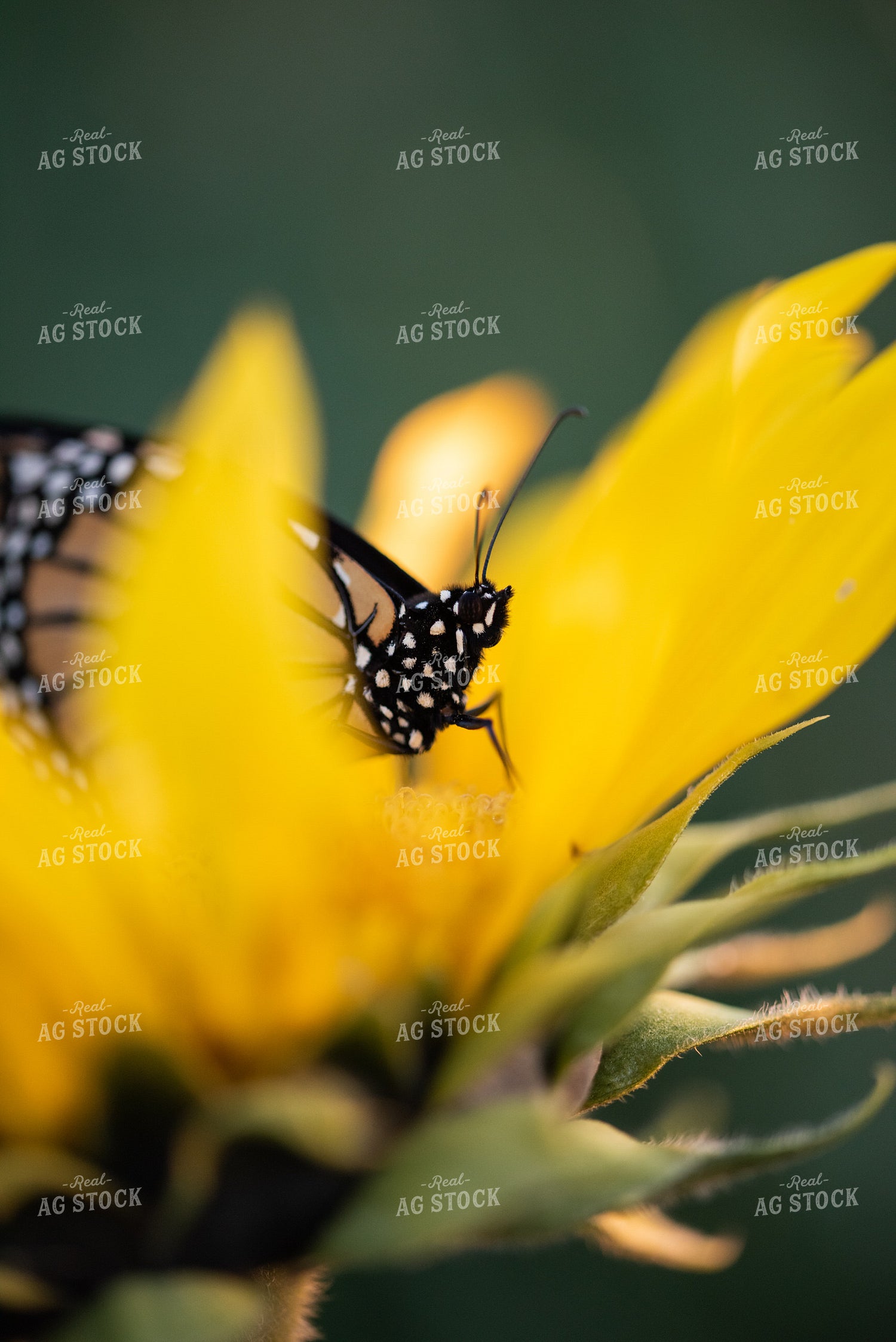 Butterfly Resting on Sunflower 76287