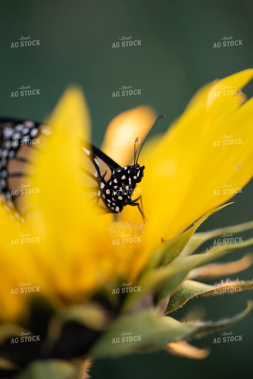 Butterfly Resting on Sunflower 76287