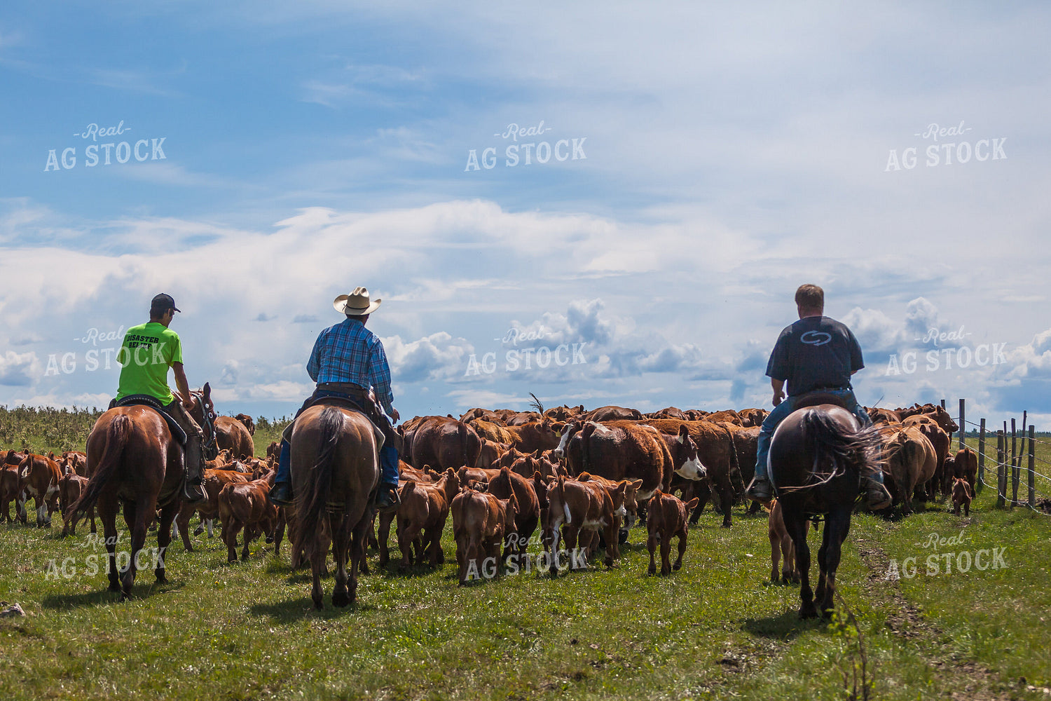 Moving Cattle 138118