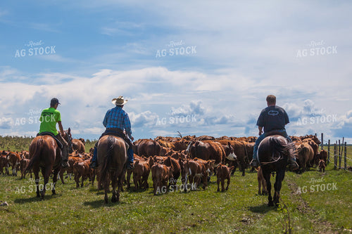 Moving Cattle 138118