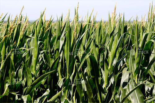 Corn Tassels 141621