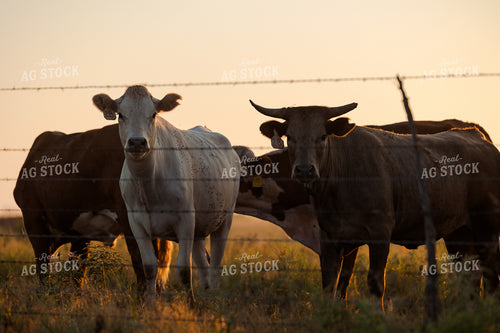 Shorthorn Cattle 205066