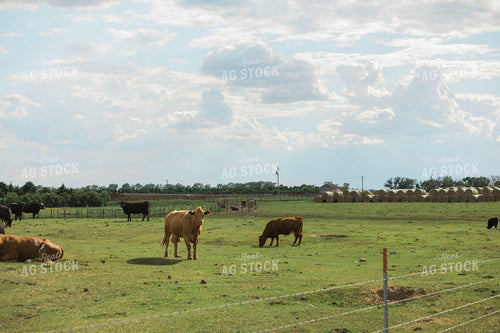 Feedyard 2987
