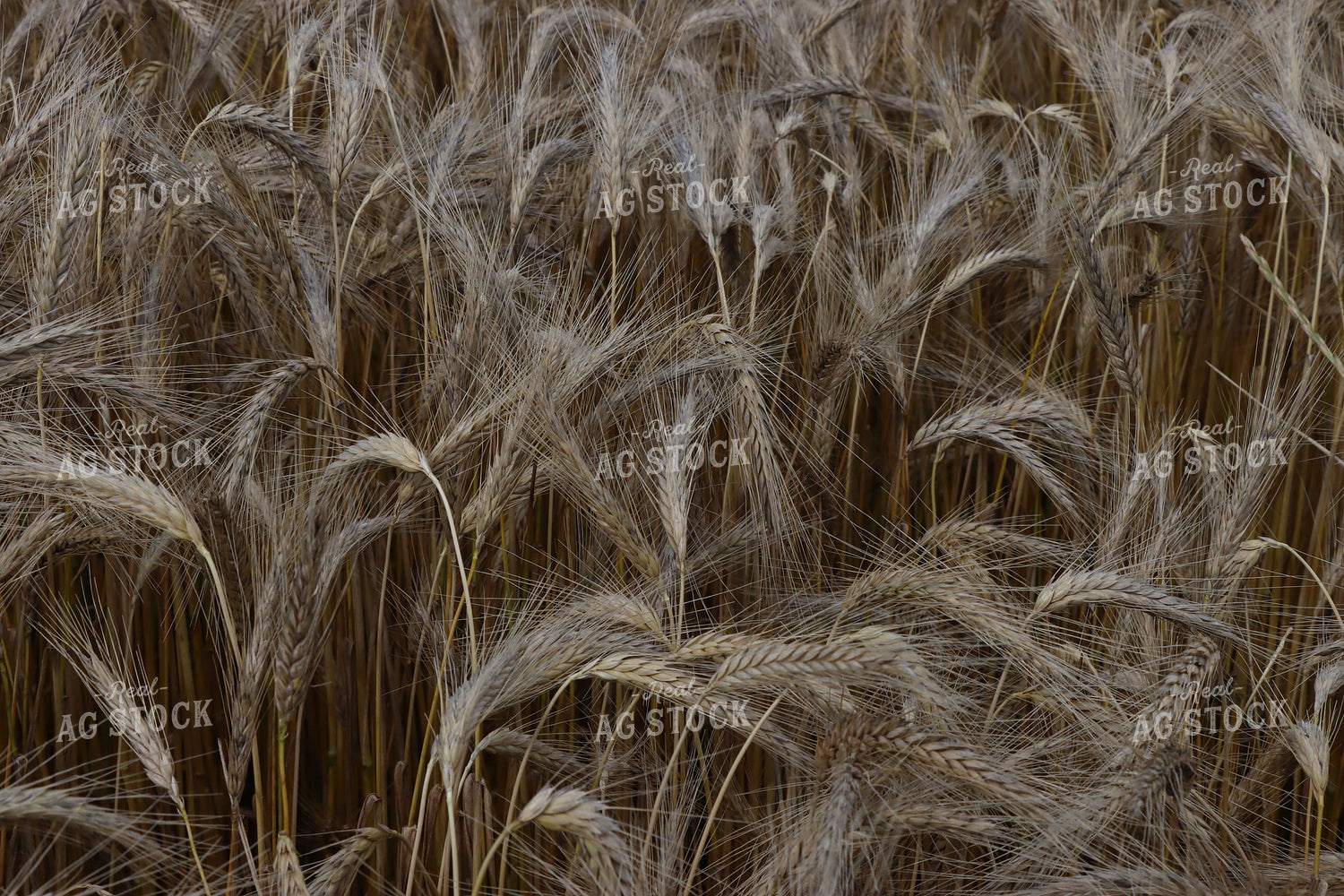 Dried Wheat Field 257011