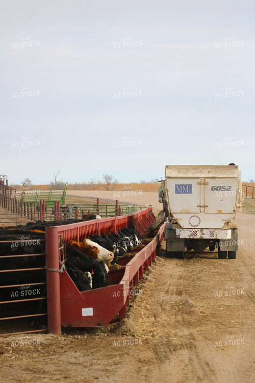 Angus Cattle in Pen 82189