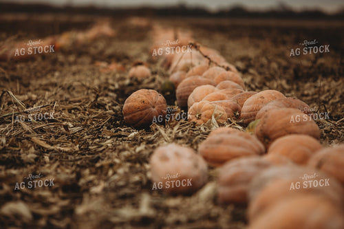 Food Pumpkins 3534