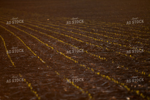 Corn - Early Growth 1158