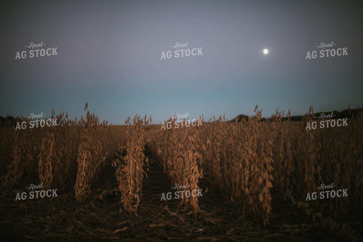 Soybean Field with Moon at Harvest 5175
