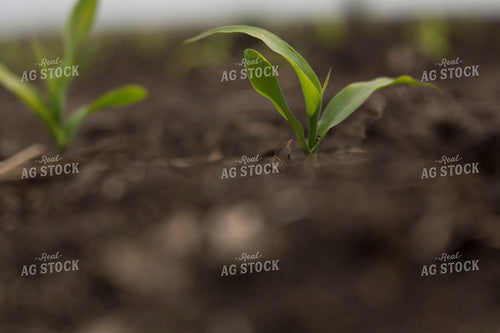 Corn - Early Growth 1041