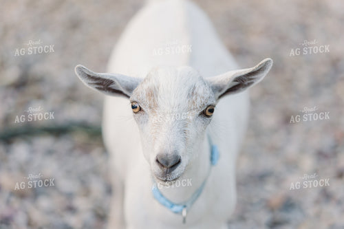 Goat 184007