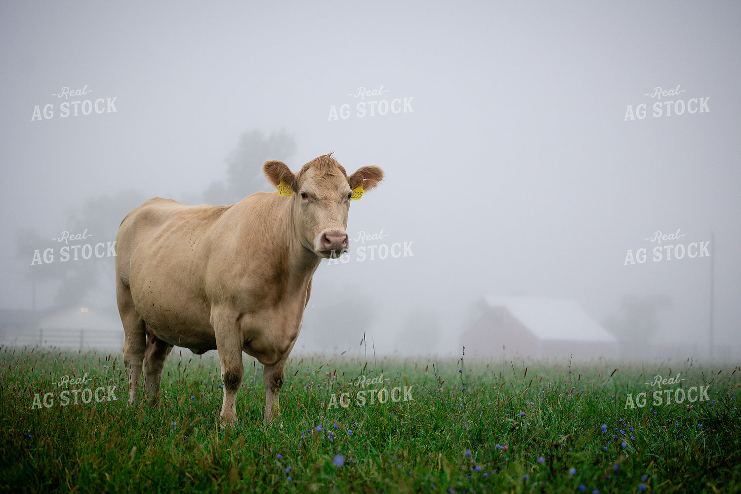 Charolais Cattle on Pasture 219140