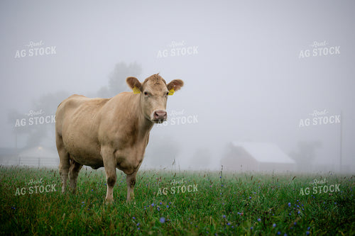 Charolais Cattle on Pasture 219140