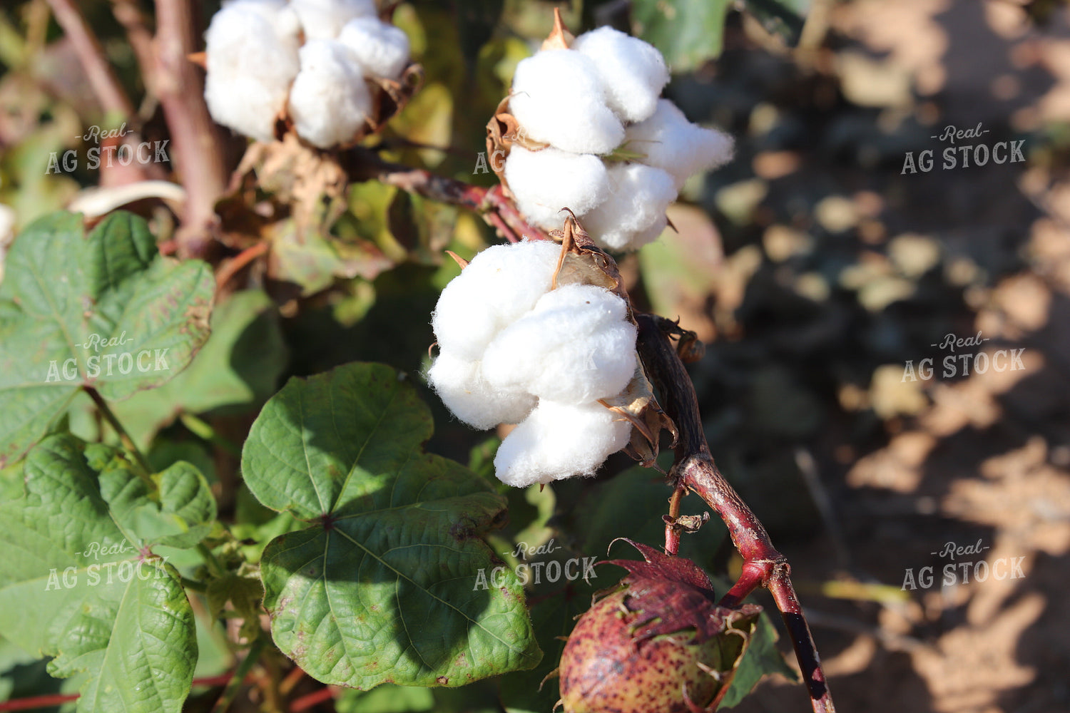 Cotton Bolls 102214