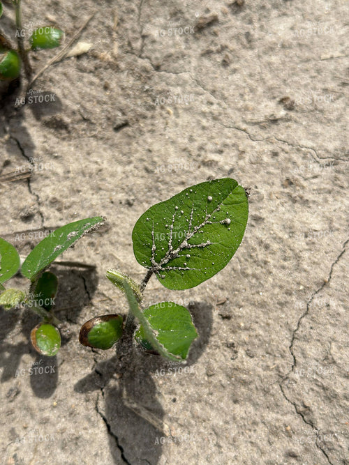 Spraying Soybeans 84130