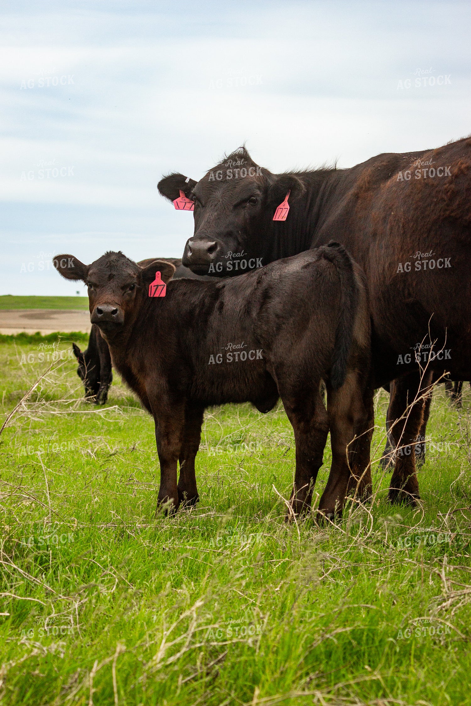 Angus Cow Calf Pair 155224