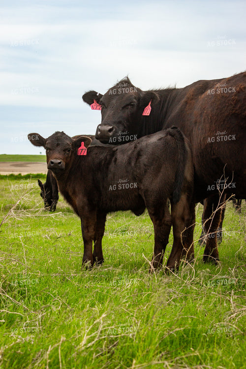 Angus Cow Calf Pair 155224
