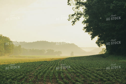 Soybean Field Mid-Season 52028