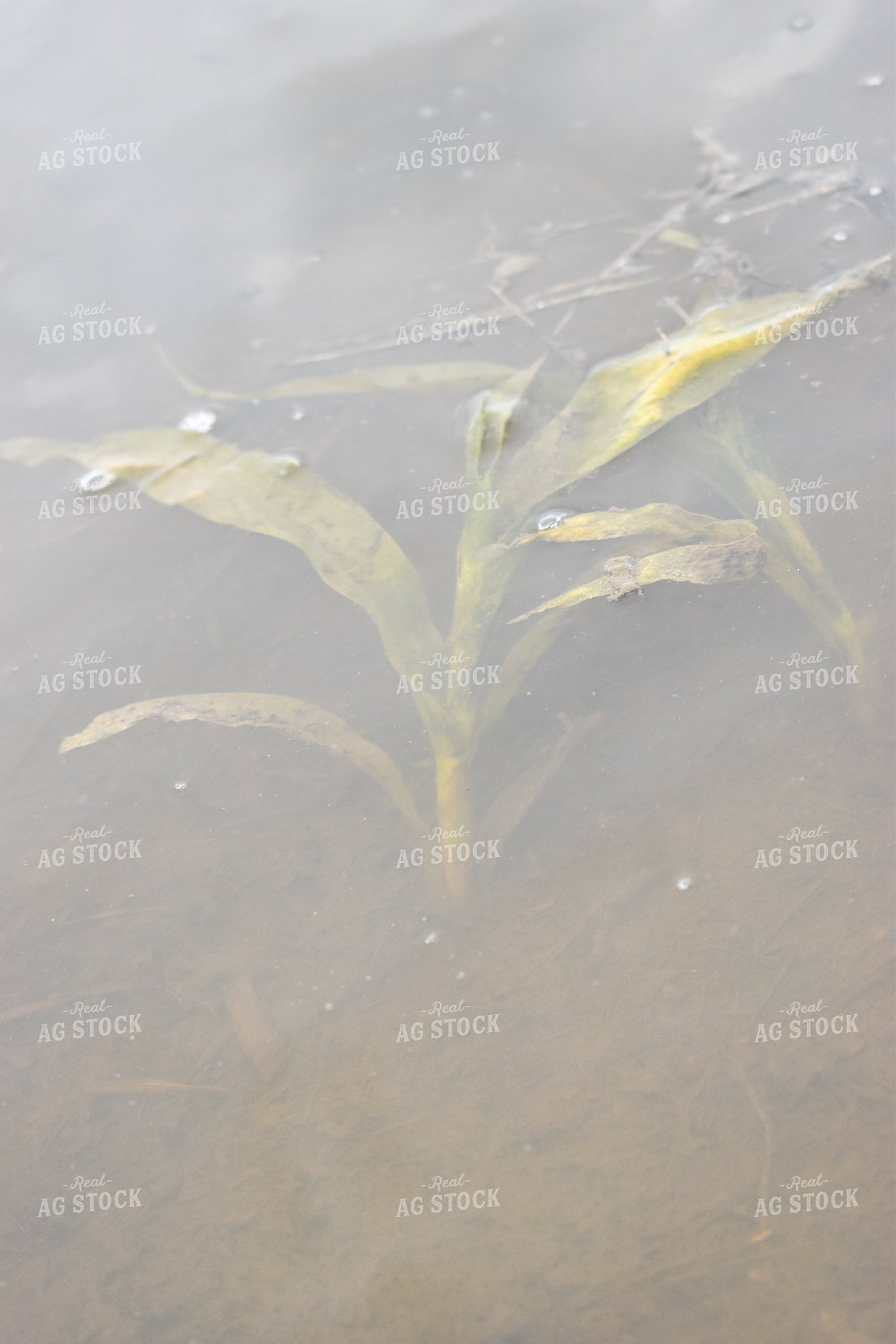 Corn Plant Under Water Flood 84009