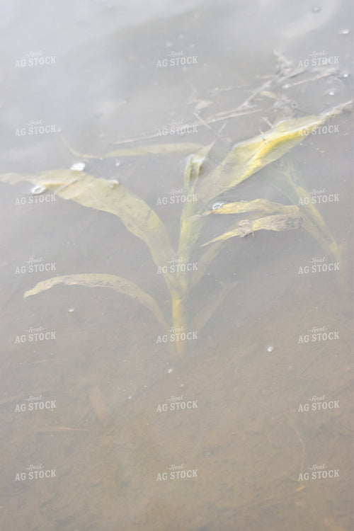 Corn Plant Under Water Flood 84009