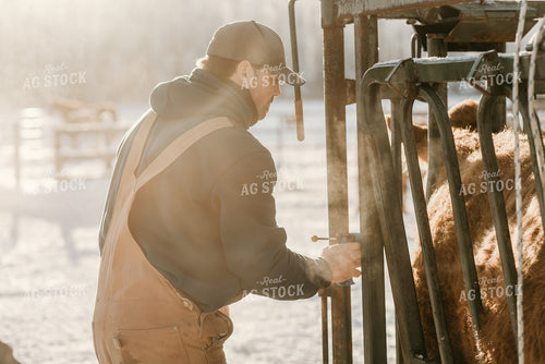 Farmer Giving Cow Medicine 64310