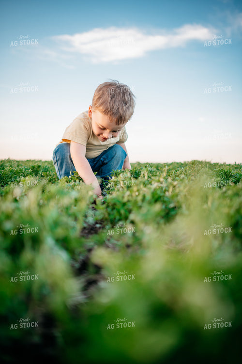 Farm Kid Playing in Alfalfa Field 56615