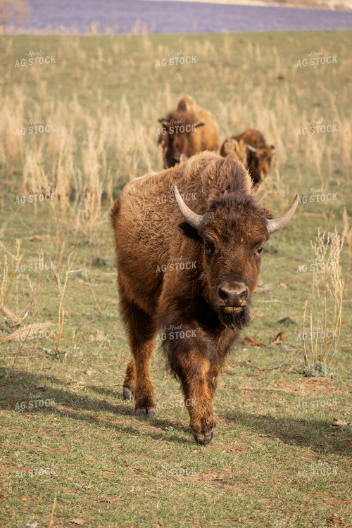 Bison 187155