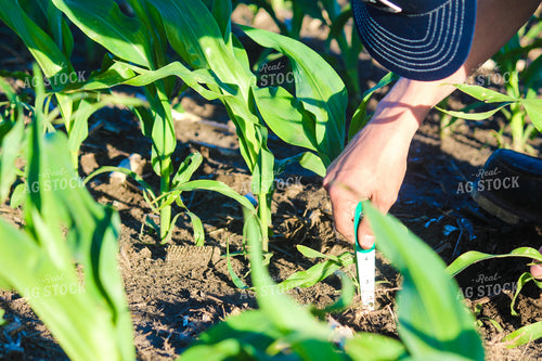 Checking Corn 209003