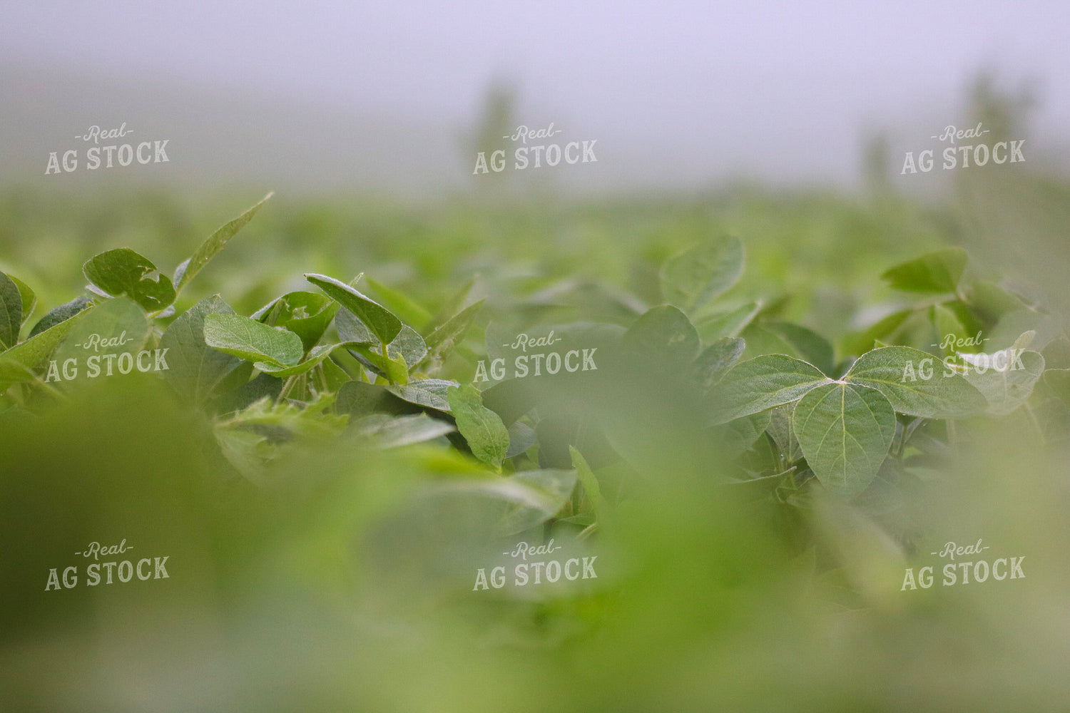 Midseason Soybeans 82294