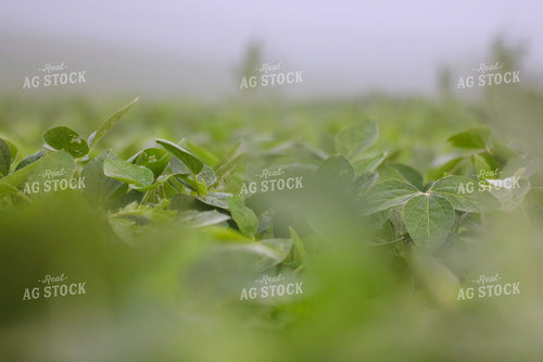 Midseason Soybeans 82294