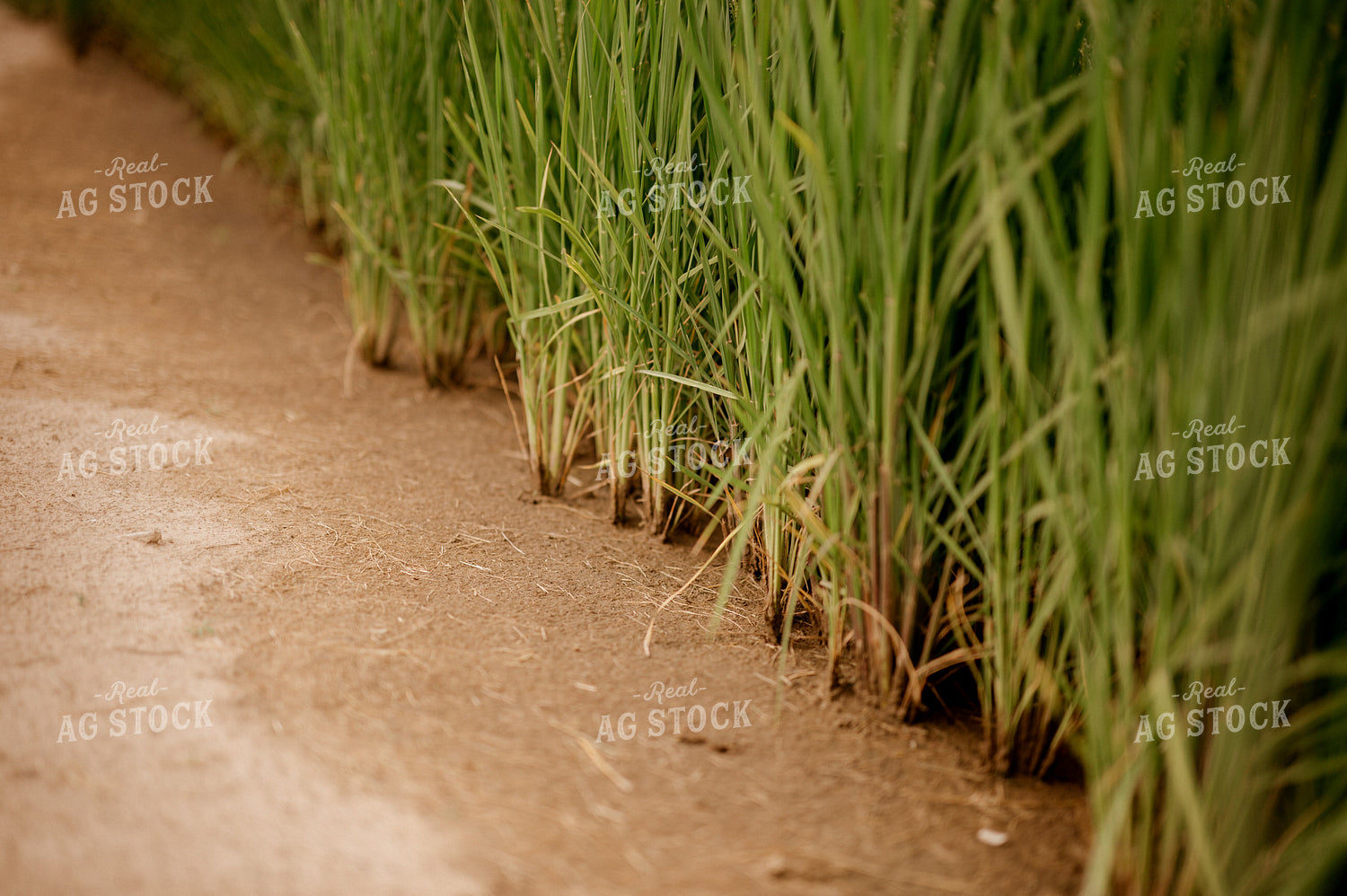 Rice Stalks 125173
