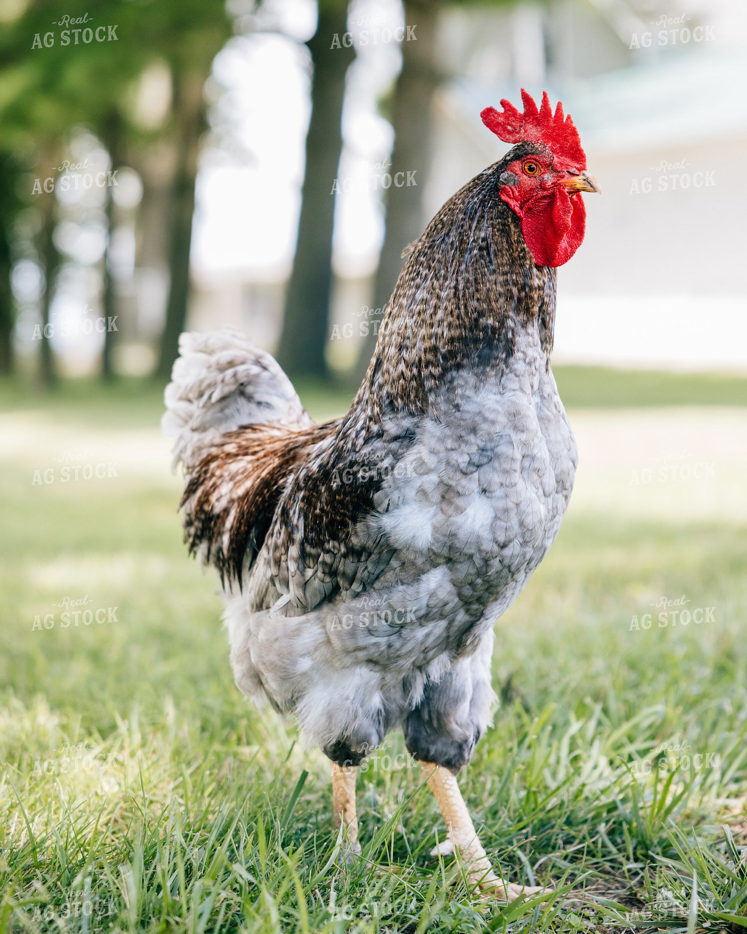 Backyard Chickens 178069