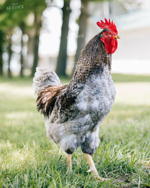 Backyard Chickens 178069