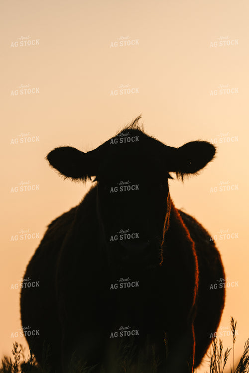 Black Angus Cattle on Pasture 68279