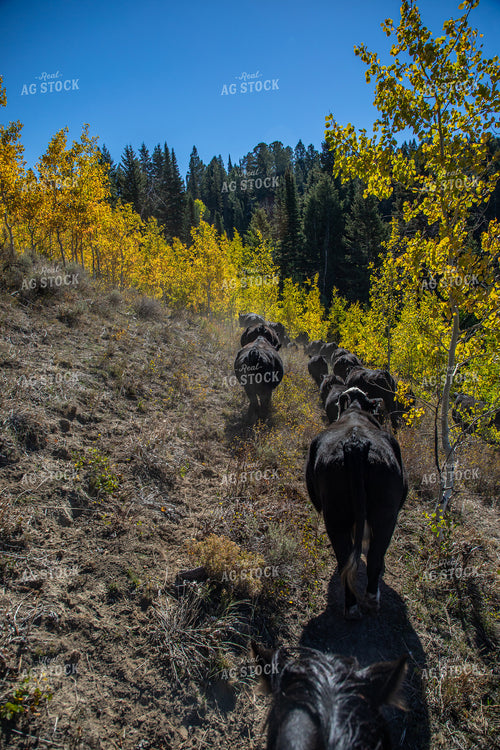 Moving Cattle on Forest Land 304070